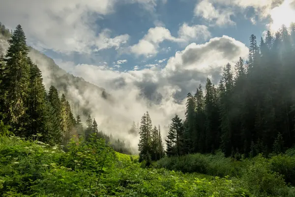 Rainier Dağı Ulusal Parkı 'ndaki Ipsut Geçidi' nin altındaki orman yamaçlarında yoğun sis yükselmeye başladı.