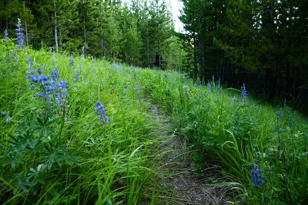 Kalın Çimenler ve Lupine Çiçek Açar Yellowstone 'un vahşi doğasında
