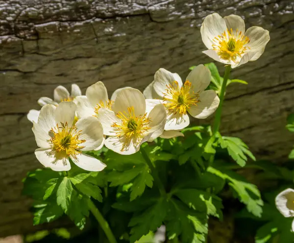 Trollus Laxus Yaban Çiçekleri Yazın başlarında Rocky Dağı Ulusal Parkı 'nda çiçek açıyor
