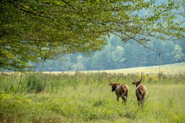 Cataloochee Vadisi 'ndeki tarlanın kenarında iki Spike Geyik geziniyor.