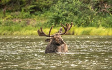 Su Damlacıkları Gölde Sallanan Geyik Uçar