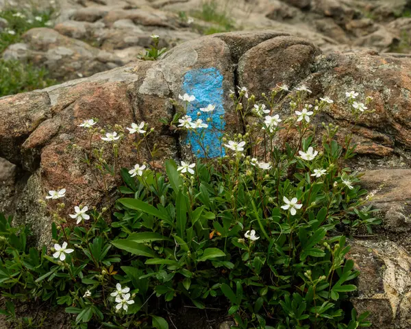Acadia 'da Blue Blaze' in önündeki Bush 'ta Blackberry Çiçekleri
