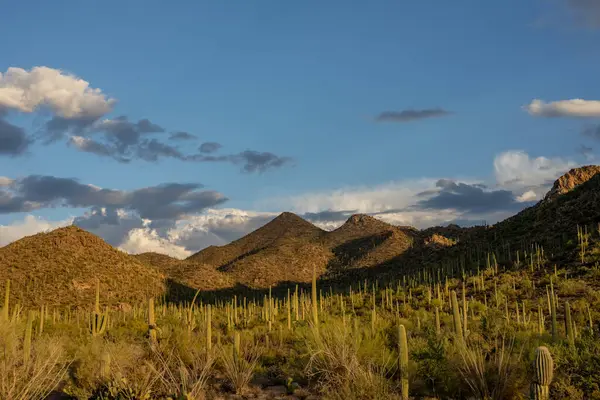 Güneş Saguaro Ulusal Parkı 'nın batı tarafında batarken Kaktüs Ormanı parlamaya başlıyor.
