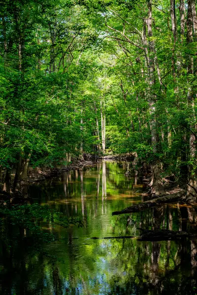 Cedar Deresi, Congaree Ulusal Parkı 'ndaki Ormandan Akıyor