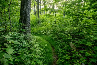 Shenandoah Ulusal Parkı 'ndaki Nicholson Hollow Patikası' nda otlar.