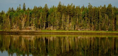 Ormanın Kıyısı, Acadia Ulusal Parkı boyunca Gelgit Havuzu Yansıtıyor