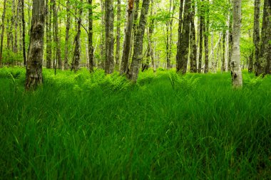 Çimenler ve eğreltiotları Acadia Ulusal Parkı 'ndaki Birch Ormanını doldurdu