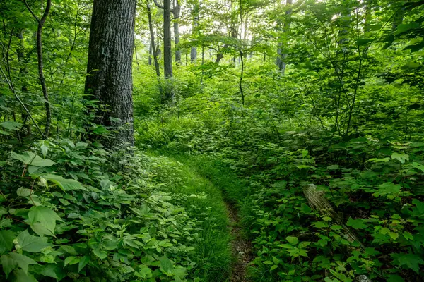 Shenandoah Ulusal Parkı 'ndaki Nicholson Hollow Patikası' nda otlar.