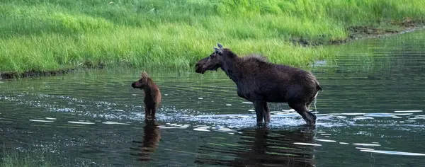 Anne ve Dana Geyiği Rocky Dağı Ulusal Parkı 'ndaki Koyun Göllerinde Su Damlatıyor