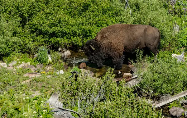 Yellowstone Ulusal Parkı 'nda Büyük Erkek Bison Küçük Dereyi Geçiyor