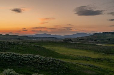 Yalnız Bizon Yellowstone Ulusal Parkı 'ndaki Hayden Vadisi' nin otlaklarında geziniyor.