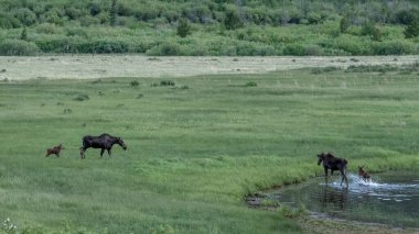 Anne ve Dana Geyiği Yazın Rocky Dağı Ulusal Parkı 'ndaki At Nalı Parkı' nda Yüzleşmeye Başlıyorlar