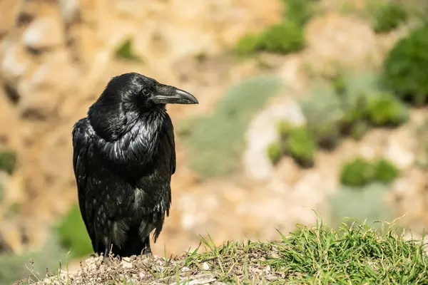 Raven 'ın Yan Profili Kopya Boşluğu ile Doğru Bakıyor