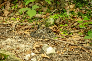 Shenandoah Ulusal Parkı 'ndaki Yol Kenarı' nda Yılan Kıvrıldı