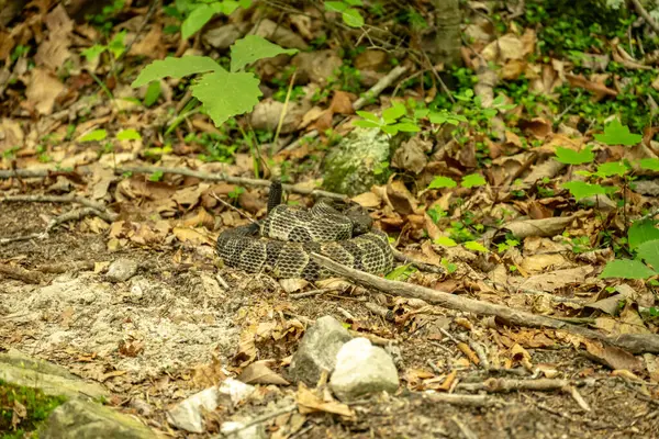 Shenandoah Ulusal Parkı 'ndaki Yol Kenarı' nda Yılan Kıvrıldı