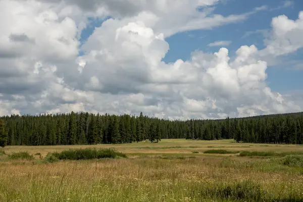 Yellowstone Ulusal Parkı 'ndaki Kalın Orman Çimenli Çayıra Açıldı