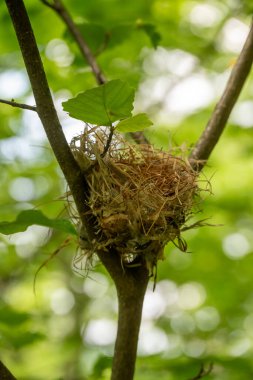 Kuş Yuvası, Shenandoah Milli Parkı 'ndaki V of Tree' de dinleniyor