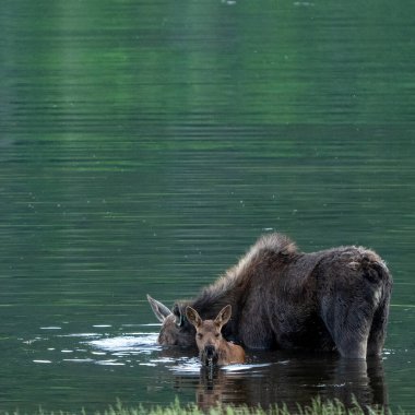 Yavru geyik gölette beslenirken annesine sarılıyor.