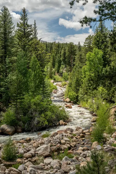 Fall River, Rocky Dağı Ulusal Parkı 'ndaki Çam Ağaçları' ndan geçiyor.