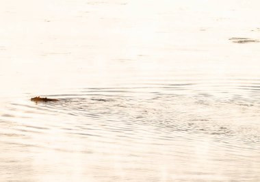 Boz Ayı Yellowstone Ulusal Parkı 'nda Dalgalanan Uyanış' a sebep oldu