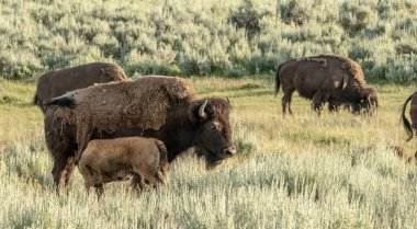 Yellowstone 'da Dişi Bizon Sürüsü ve Baldırları Otlatıyor