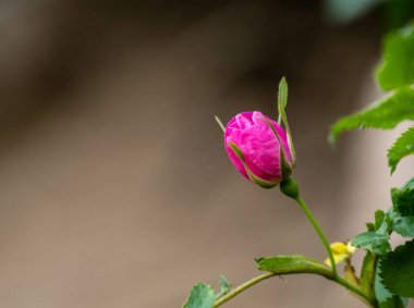 Pembe Gül Çiçeği Yazın Rocky Dağı Milli Parkı 'nda Çiçek Açmaya Başladı