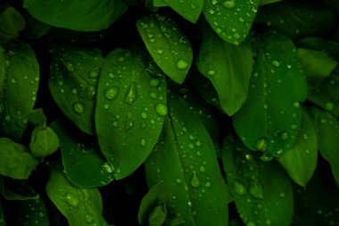 Yağmur Damlaları Derin Yeşil Yapraklar Kayalık Dağ Ulusal Parkı 'nda