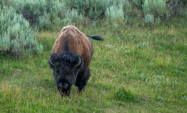 Yellowstone Ulusal Parkı 'nda Büyük Erkek Bizon Otlağı Yürüyor