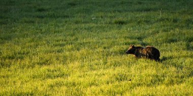 Yellowstone 'un Hayden Vadisi' ndeki Yeşil Tarlada Grizzy Ayısı Silueti