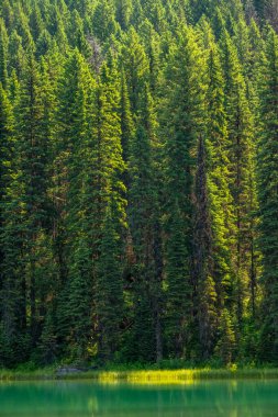 Buzul Ulusal Parkı 'ndaki Akokala Gölü' nün Teal Suyu üzerindeki Uzun Çam Kulesi