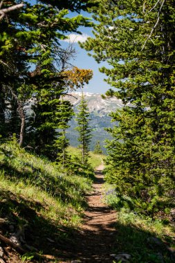 Yellowstone Ulusal Parkı 'nın Çam Ormanı' ndan geçen patika.