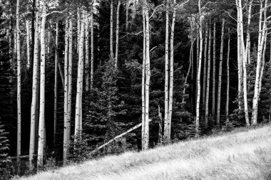 Rocky Dağı Ulusal Parkı 'nda, Ormanın Siyah ve Beyaz Uçlarında Aspen Ağaçları Karanlık Ormana Karşı Karşılaşıyor