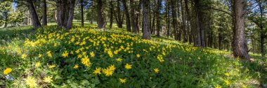 Sarı Çiçeklerin Panoraması Yellowstone Ulusal Parkı 'ndaki Orman Zemini