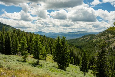 Yellowstone Ulusal Parkı 'ndaki Çam Ormanı Tepesi' nden Yoğun Bulutlar Geçiyor