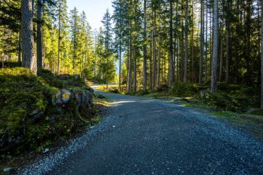 İsviçre Alplerinde Zermatt 'ın üzerindeki Yeşil Orman' da Geniş Yürüyüş Yolu