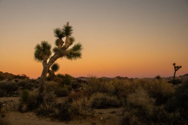 Günbatımında Mojave Çölü 'nde Joshua Ağacı' na karşı Portakal Gökyüzü