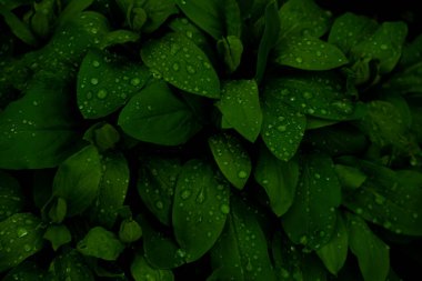 Büyük Su Damlacıkları Koyu Yeşil Yapraklar Üzerinde Toplanıyor Rocky Dağı Ulusal Parkı 'nda