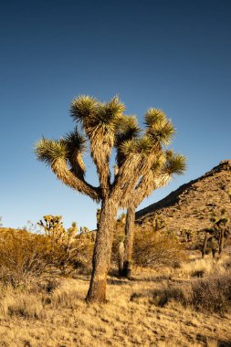Parlak Joshua Ağacı Mojave Çölü 'nde Çölde Duruyor
