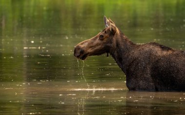 Buzul Ulusal Parkı 'nda Geyik Yeme Ağızından Damlacıklar Düşüyor