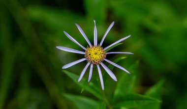 Buzul Ulusal Parkı 'nda Kayıp Taçyapraklı Fleabane Çiçeği