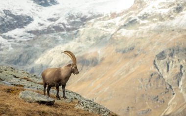 Ibex, Matterhorn 'u çevreleyen İsviçre Alplerindeki bir uçuruma bakarken profilde yer alıyor.