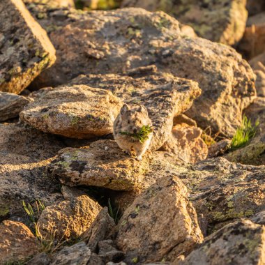 Pika, Rocky Dağı Ulusal Parkı 'ndaki Ağzı Bitkilerle dolu Kameraya Doğrudan Bakıyor