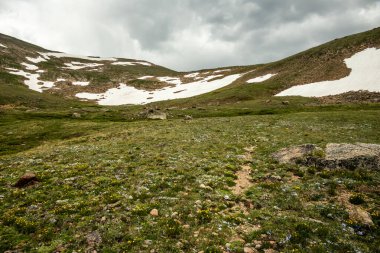 Küçük Vahşi Çiçekler Halı Altında Tundra Kayalık Dağ Milli Parkı 'ndaki Eyer