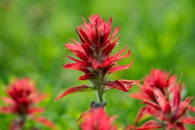 Yellowstone Ulusal Parkı 'nda Kırmızı Boya Fırçasının Kapanışı