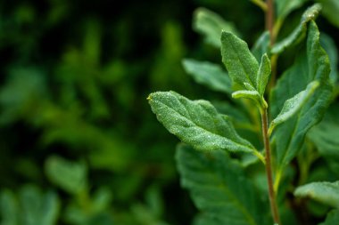 Buzul Ulusal Parkı 'nda Bir Yaz Sabahında Çiyler Parlak Yeşil Yapraklara Yapraklar Düşüyor