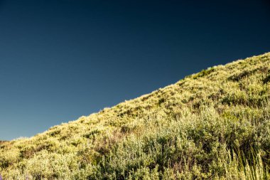 Yellowstone Ulusal Parkı 'nda Derin Mavi Gökyüzü ve Yeşil Bilge Tepesi Karşıtlığı