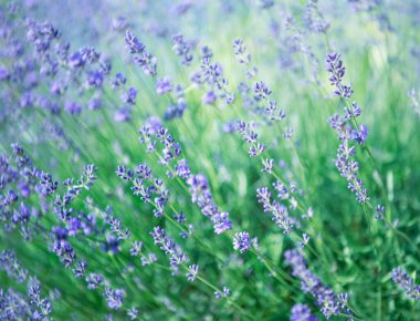 Lavanta çiçeğine seçici ve yumuşak odaklı, yazın güzel lavanta çiçeği