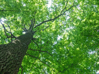 Güneşli bir günde yeşil orman arka planı