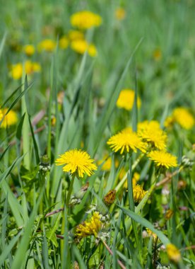 Yeşil çayırda karahindiba