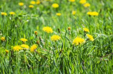 Çayırda karahindibalar.